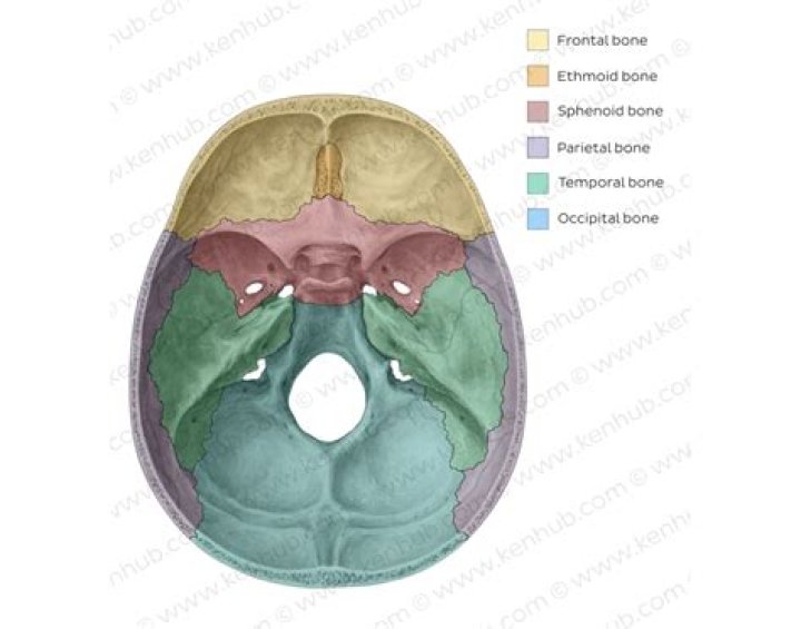 Skull superior view Quiz