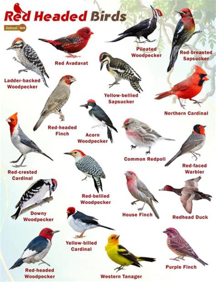 Small American bird Figgerits Answer