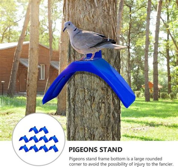 Some pigeon perches Crossword Clue