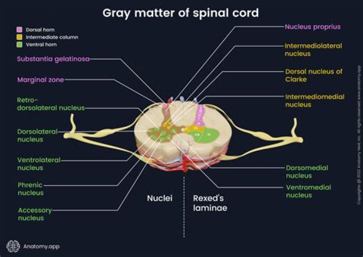 Spinal Cord Cross Section Labeling Quiz