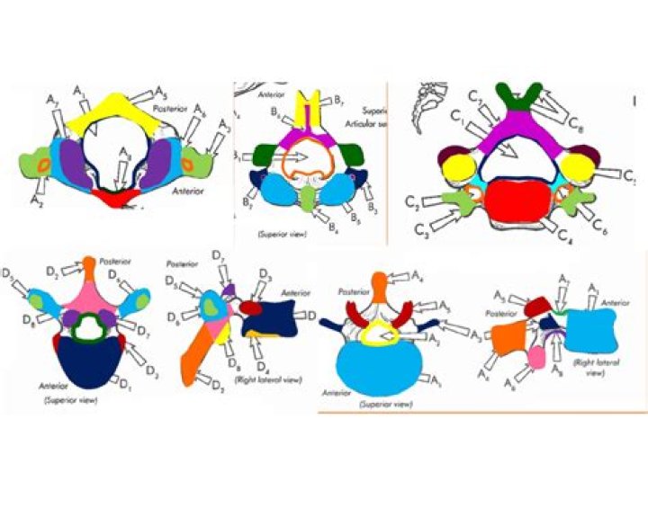 Spinal Vertebrae Quiz