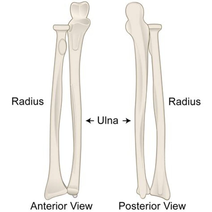 Ulna Radius Labeling — Quiz Statistics