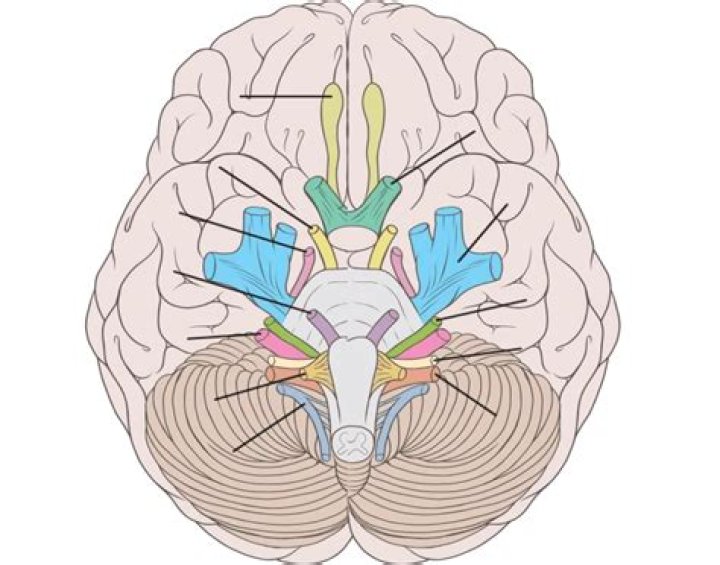 Unlabeled Brain Diagram - Cranial Nerves Quiz