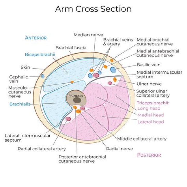 upper Arm cross section Quiz