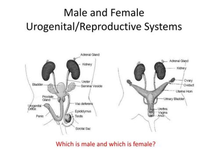 Urogenital system of a female rat Quiz