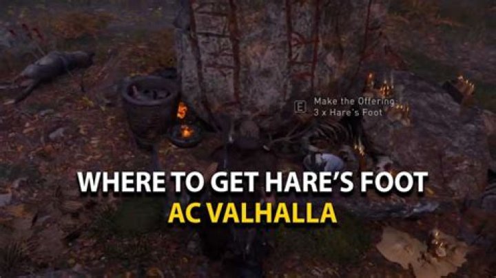 Where To Find Hares Foot